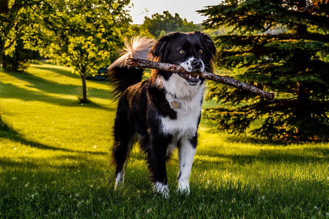 A picture of my dog Orchid holding a stick during a sunset. The sun is peeking out from behind the trees, causing her fur to glow and her eyes shine.